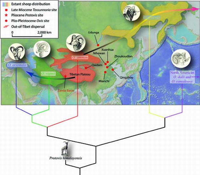 图2 欧亚大陆盘羊属绝灭种和现生种的分布区以及它们与喜马拉雅盘羊的系统发育关系（王晓鸣供图）