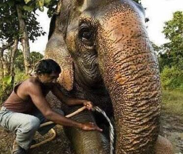 成精了！围观动物世界老寿星