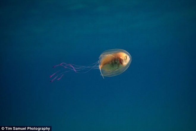 澳洲拜伦湾外海拍下鰺鱼被困在水母体内罕见景象