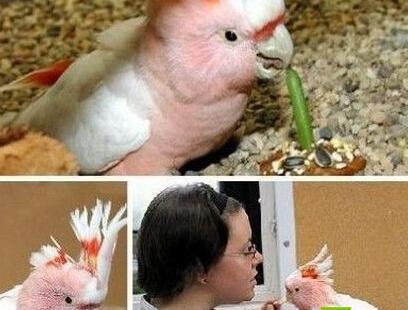 成精了！围观动物世界老寿星