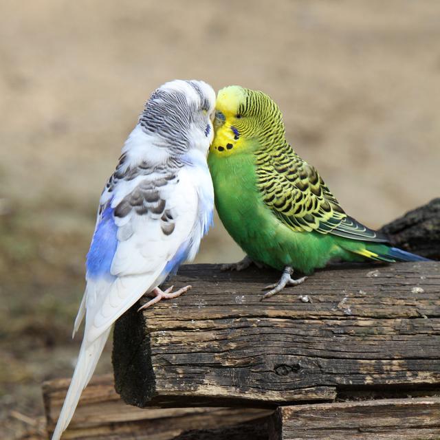 动物也有语言天赋 鸟类能学会抽象的语法结构