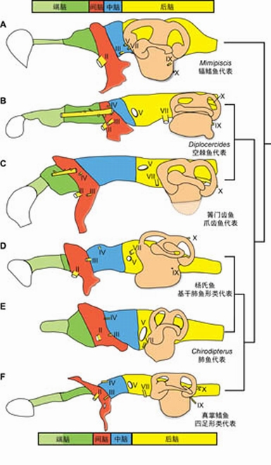图3 泥盆纪硬骨鱼类各大类群脑腔对比示意图（卢静供图）。