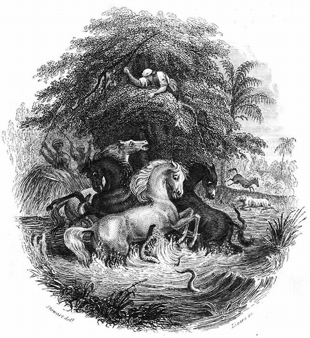 猛冲的电鳗为洪堡的传说提供了可信度