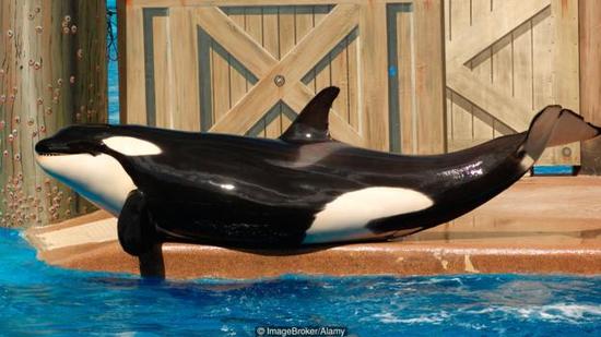 海洋公园中的逆戟鲸生活在狭小的人造环境中。