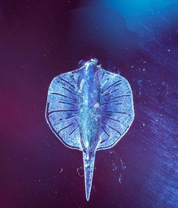 科学家用活体细胞创造了出机器鱼!啧啧啧~好腻害