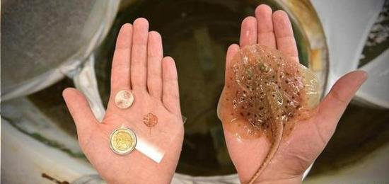 科学家用活体细胞创造了出机器鱼!啧啧啧~好腻害