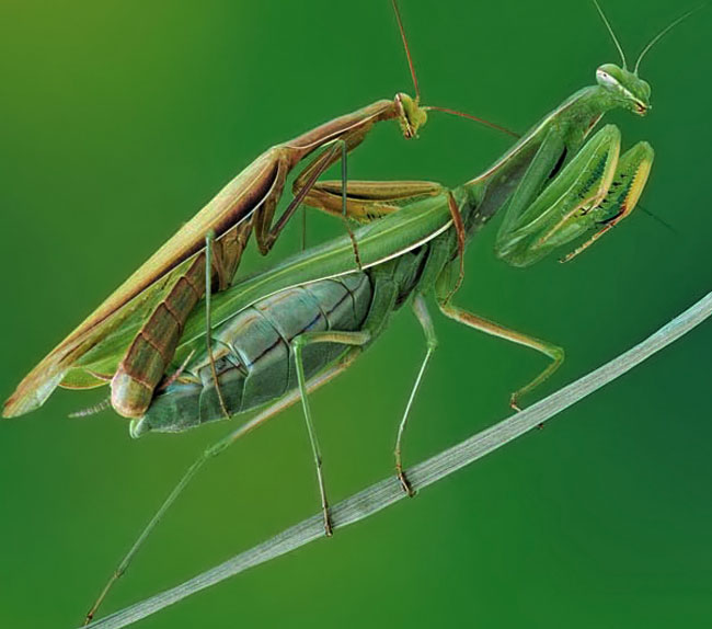 318751-15101ZP42437 318751-15101ZP42437