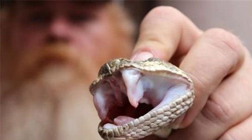 全球最恐怖的蛇 响尾蛇死后还可咬人震惊！