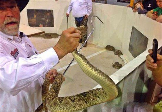 全球最恐怖的蛇 响尾蛇死后还可咬人震惊！