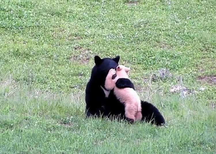 加拿大惠斯勒一头黑熊诞“白熊”