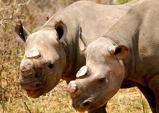 为了防止犀牛继续被滥杀,有人提出把犀牛的角都事先切掉。