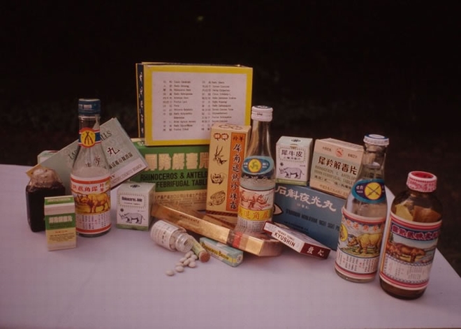 亚洲人相信犀牛角有珍贵的药用价值,甚至视为万能的灵药。