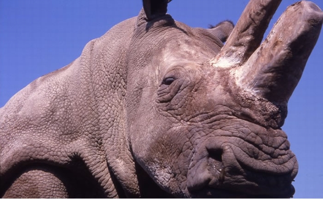 为了消除盗猎的诱因,保育组织已为苏丹脱去犀牛角。