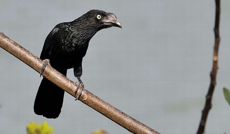 大犀鹃Crotophaga major(N.Solio/REUTERS/Newscom)