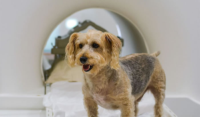 研究人员在向15只不同品种的狗出示物品并配以奖励的同时扫描了它们的大脑