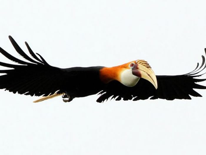 岛屿鸟类生物多样性与岛屿鸟类物种的灭绝脆弱性之间存在联系