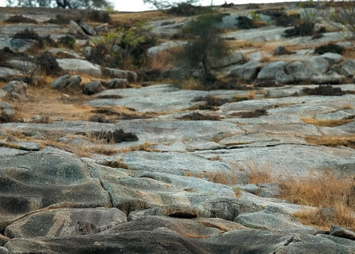 你能找出一只印度猎豹在哪吗？