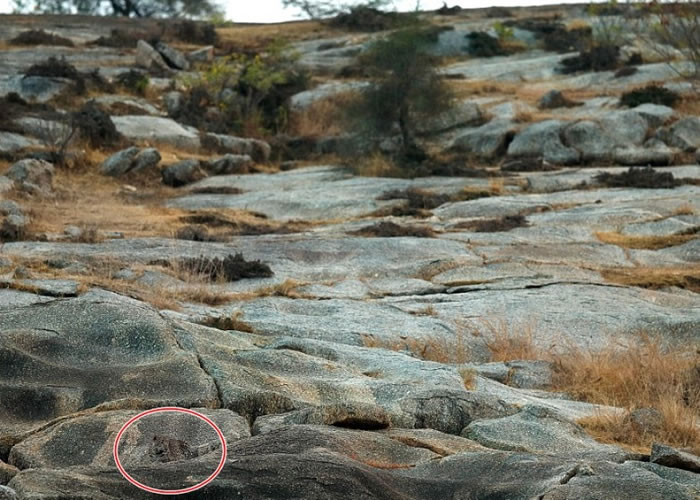 猎豹处于左下角 （红圈示）。