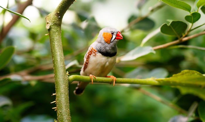 全球暖化：澳州班胸草雀竟会边孵蛋边唱“警告歌”提醒尚未出生的雏鸟外面天气很热