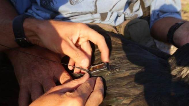 鸟类学家亨利•韦默斯基尔什（Henri Weimerskirch）在几十只“军舰鸟”身上放置了卫星标记以及测其量身体功能，如心跳速率的仪器。