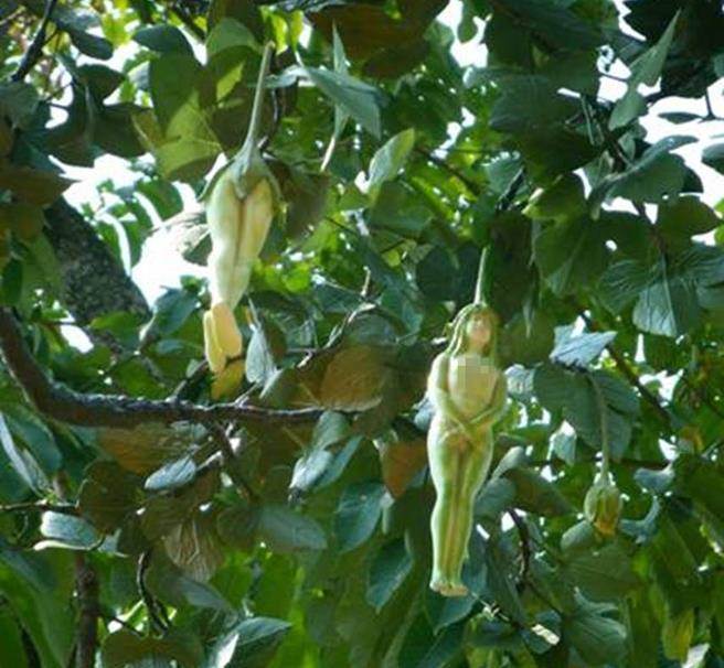 世界上真的有这么神奇的事？这究竟是什么树？