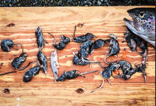 剖开鱼肚时，却发现鱼肚里有许多类似老鼠的动物。