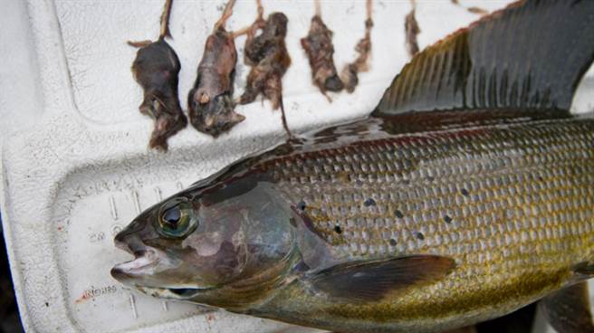 这些看似老鼠的生物，其实叫做鼩。