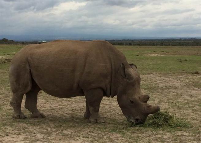 长大后的Fatu有子宫疾病，不能够怀孕。