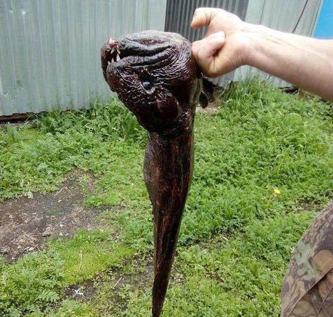 一群年轻人在湖里钓鱼时，竟被诡异怪物攻击。