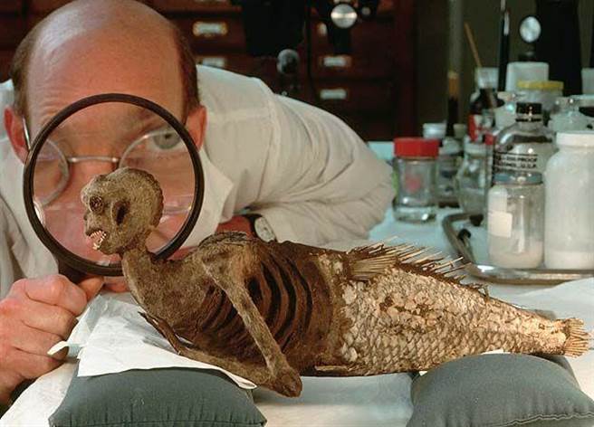 美人鱼其实是大鱼的下半身，拼接了一只猴子的上半身。