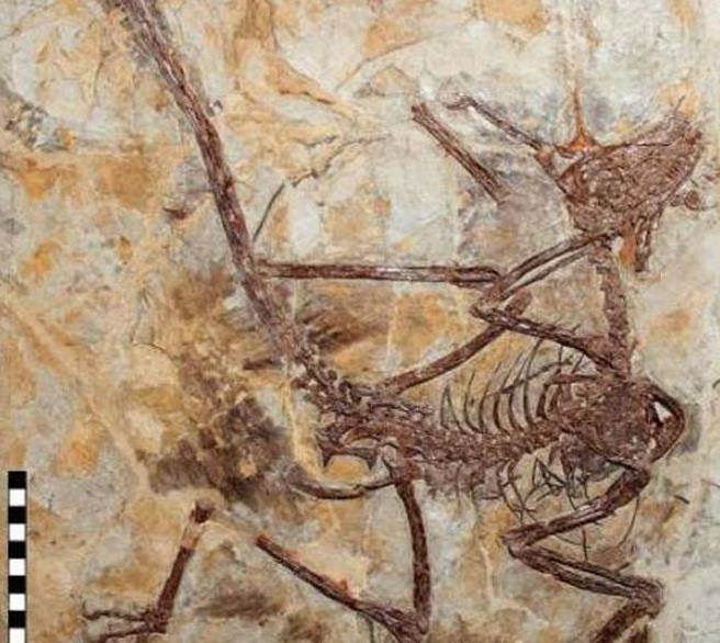 经过证实，该骨骼化石是用鸟类和恐龙骨骼拼凑而成的。