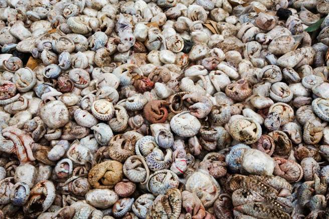 这批走私的穿山甲，总共有整整五吨之多。