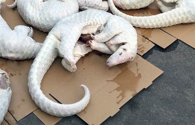 这样贪婪的杀戮，何时才能结束？