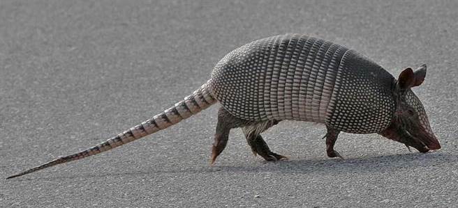 犰狳是除了人类之外，唯一身上带有麻风病毒的动物。