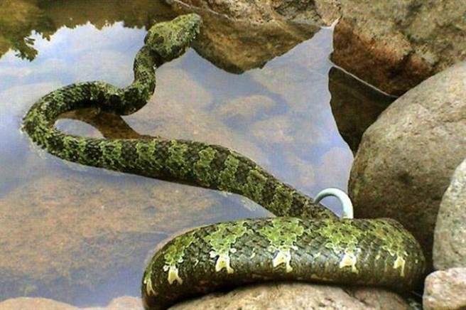 本身拥有剧毒，又同时拥有巨大的体型。