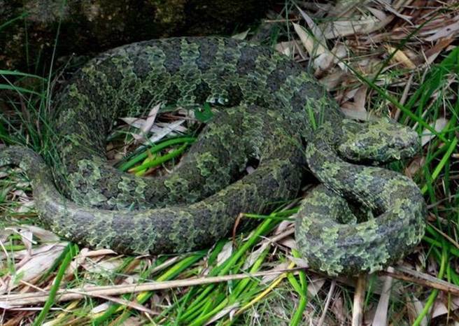 莽山烙铁头蛇，主要分布于中国湖南省，因尾部呈现白色，因此又称莽山白尾蛇。