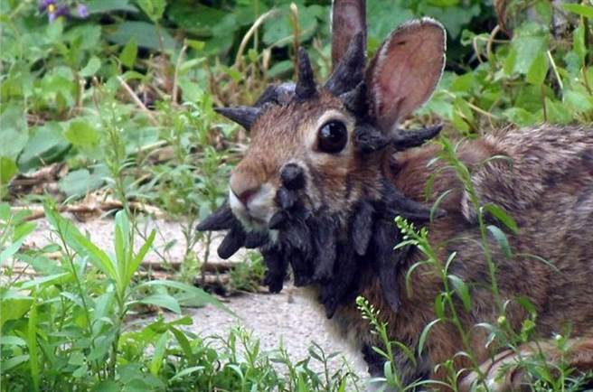 在美国明尼苏达州，有一只长相奇特的兔子。