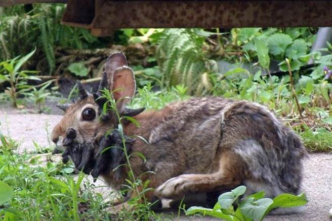 专家表示，这是一只普通的棉尾兔，只是罹患了癌症。