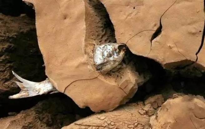 这条鱼卡在墙上四年没死！它一生太辛酸