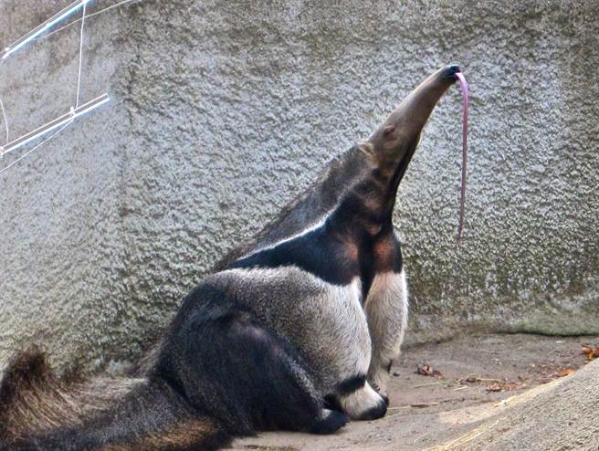 小心食蚁兽强而有力的爪子。