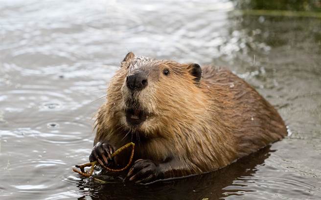 呆萌河狸有坚硬的大牙齿。