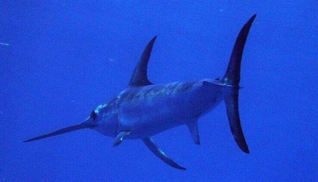 剑鱼游速达100km/h 绝技背后藏着惊人秘密