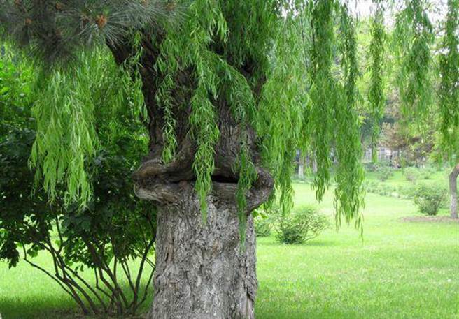 为了获得氮营养，满足生存的需要，这些植物逐渐变成食肉的植物。