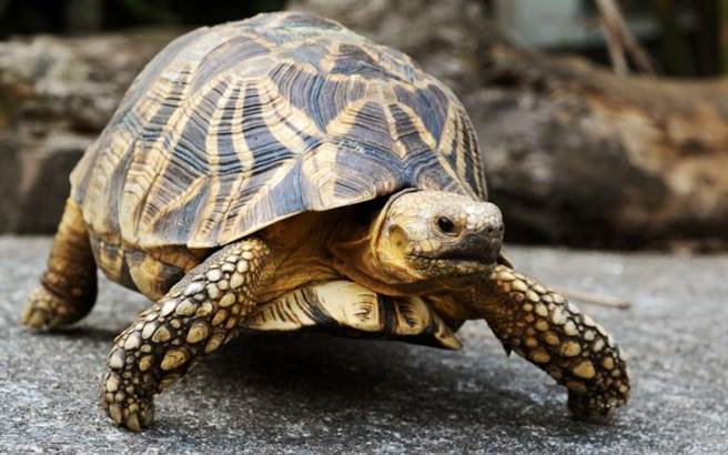 乌龟身上有硬壳 初衷并非保护自己而是...