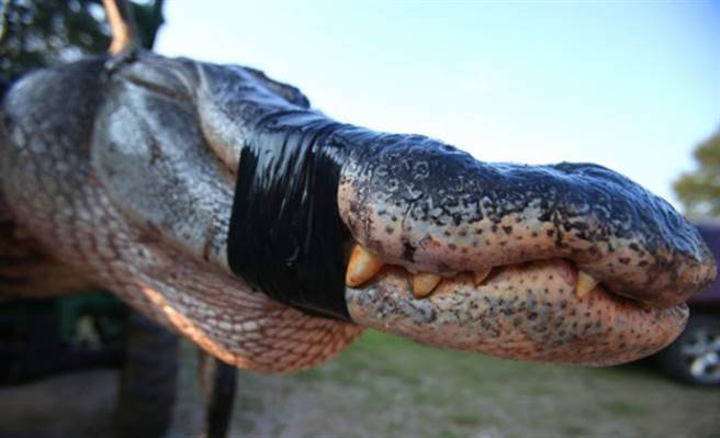 美洲鳄的体型比其他鳄鱼都大，这只体长竟然长达四公尺。