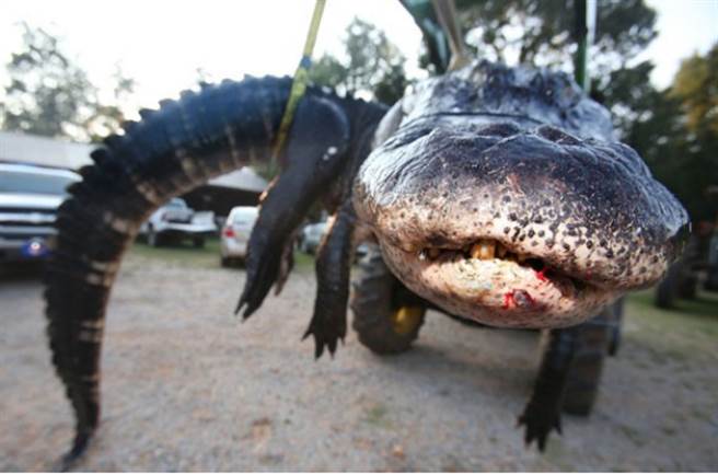 打捞上来之后，可以看到包括鳞片和背部的角质层。