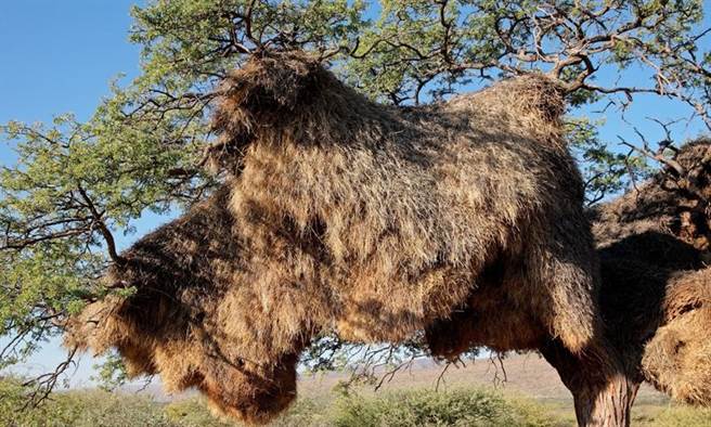 这个鸟巢长6公尺、宽4公尺，内有100个隔间。