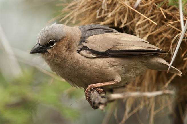 鸟巢是由织雀科的拟厦鸟所兴建的。