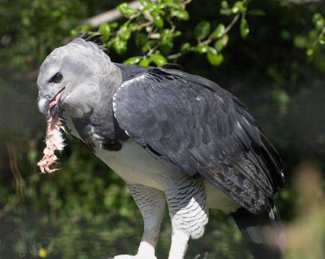 角雕是目前世上最大，又最强悍的鹰类之一。