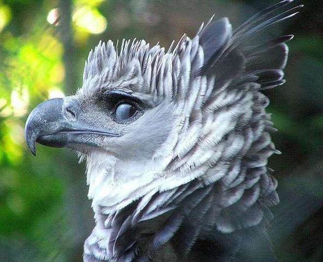 角雕的侧面充满了帅气感。